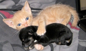 kittens2
